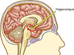 hippocampus